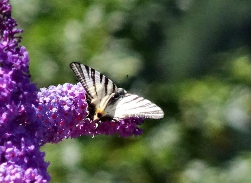 Iphiclides podalirius